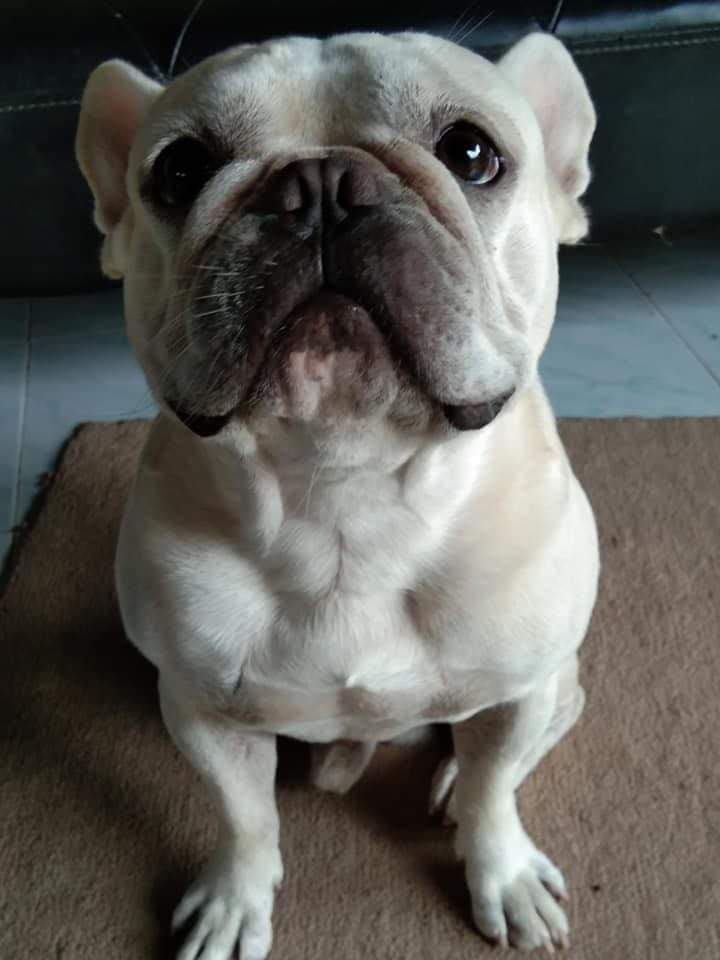 French Bulldog history