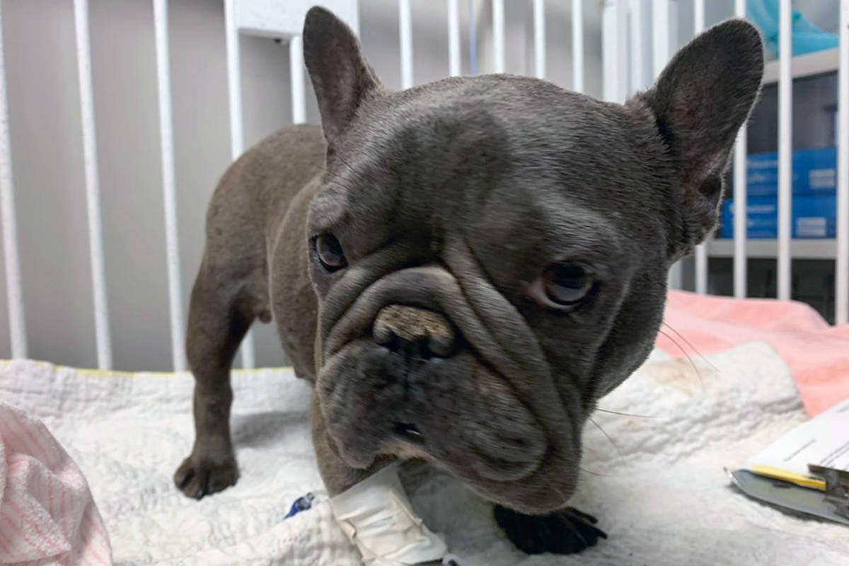 French Bulldog