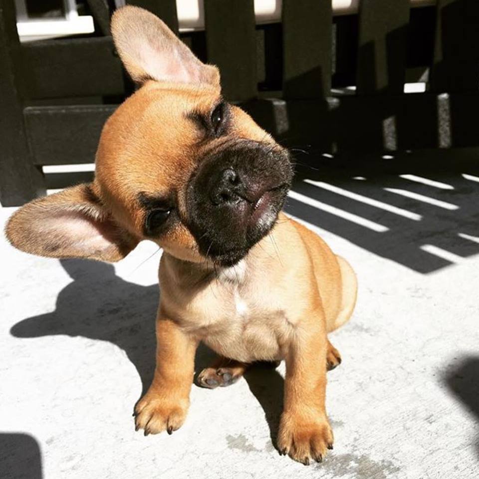 Frenchie looking up